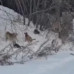 Как в фильме ужасов: в Бийске стая бродячих собак едва не разорвала кота