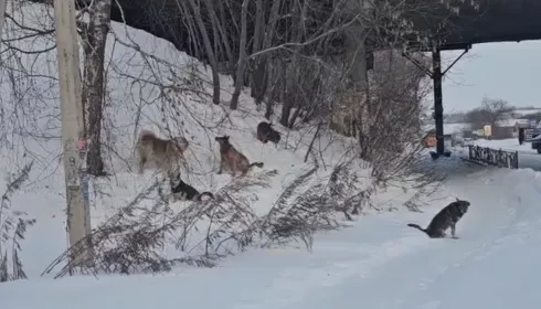 Как в фильме ужасов: в Бийске стая бродячих собак едва не разорвала кота
