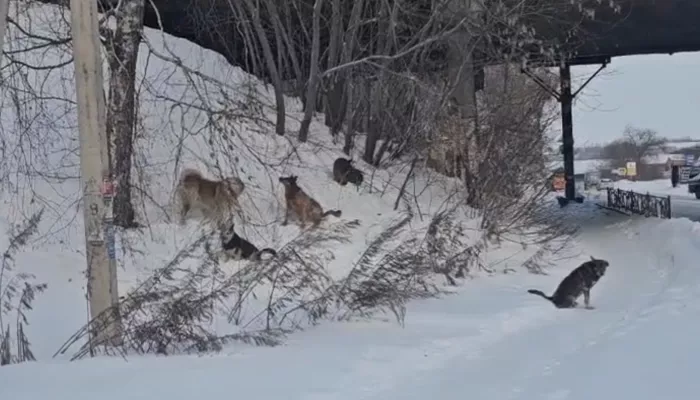Как в фильме ужасов: в Бийске стая бродячих собак едва не разорвала кота