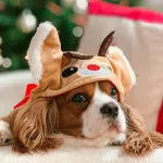 Хвостатый Новый год: кто участвует в фотоконкурсе Самый новогодний питомец