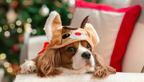 Хвостатый Новый год: кто участвует в фотоконкурсе Самый новогодний питомец