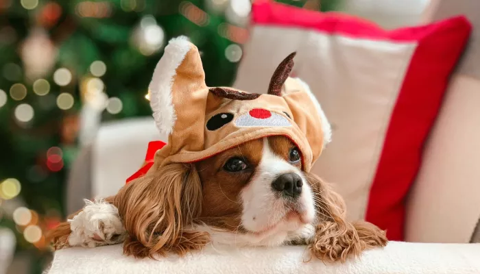 Хвостатый Новый год: кто участвует в фотоконкурсе Самый новогодний питомец