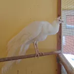 Павлин из барнаульского зоопарка похвастался новыми перьями. Видео