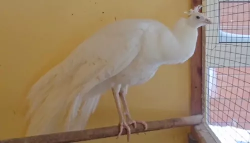 Павлин из барнаульского зоопарка похвастался новыми перьями. Видео