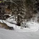 Видеоловушка Алтайского заповедника сняла погоню волка за молодой маралухой