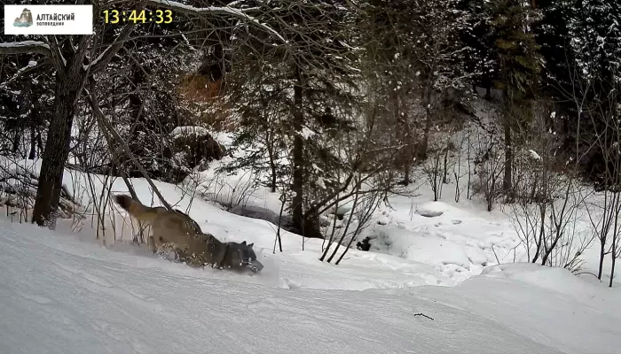 Видеоловушка Алтайского заповедника сняла погоню волка за молодой маралухой