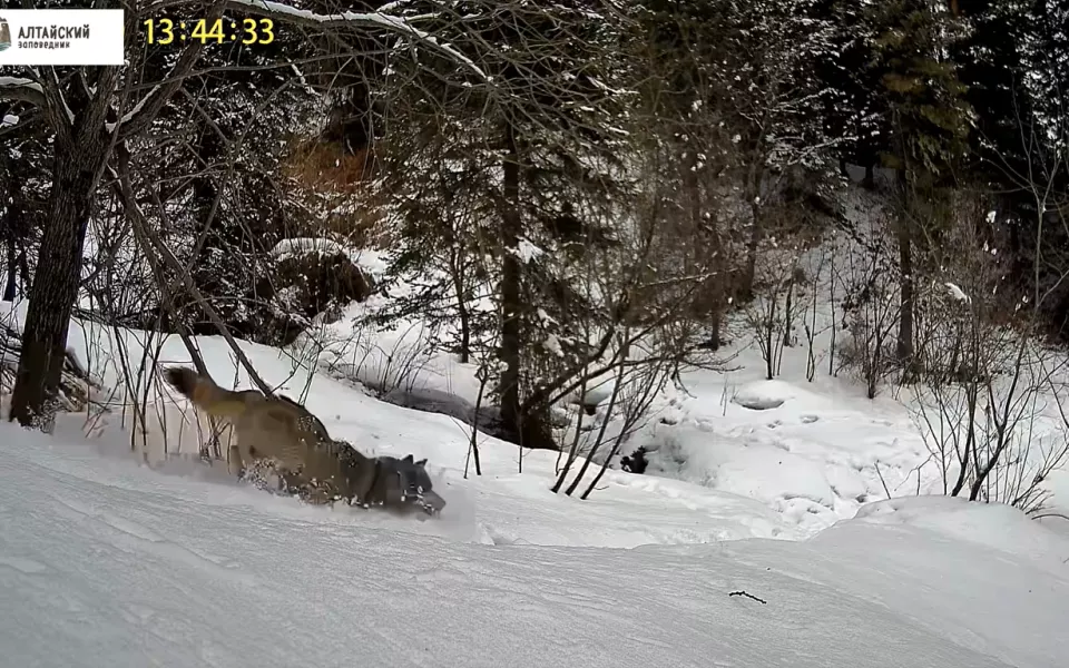 Видеоловушка Алтайского заповедника сняла погоню волка за молодой маралухой