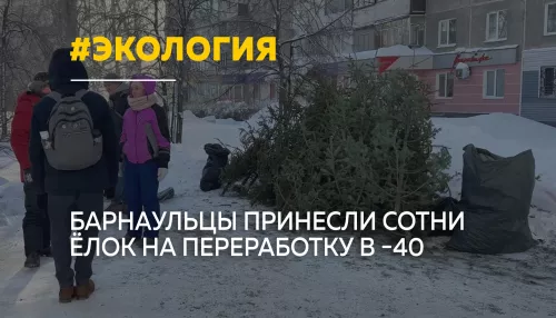 Сотни барнаульцев сдали новогодние елки на переработку