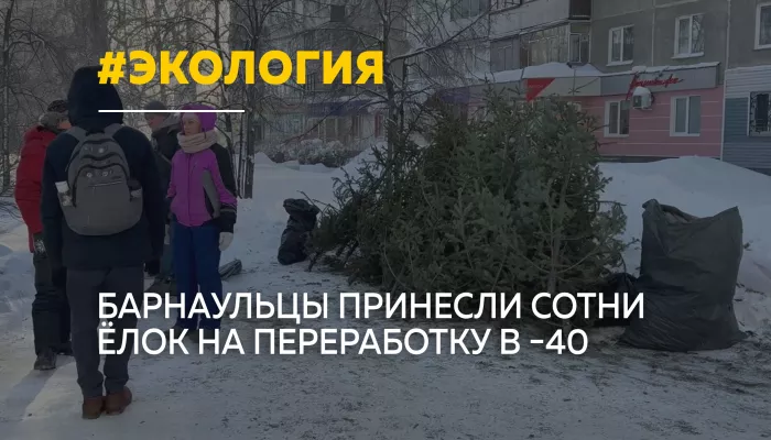 Сотни барнаульцев сдали новогодние елки на переработку