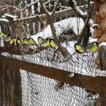 Живые гирлянды: в Алтайском заповеднике показали прилетающих к кормушкам синиц. Фото