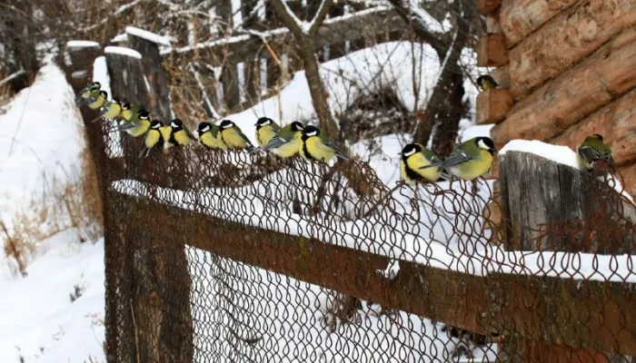 Живые гирлянды: в Алтайском заповеднике показали прилетающих к кормушкам синиц. Фото