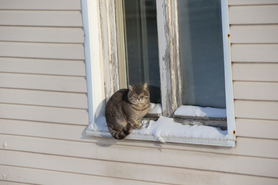 Зима. Частный сектор Барнаула. Кот