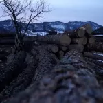 Алтайские бизнесмены сколотили банду черных лесорубов и напилили 17 млн рублей