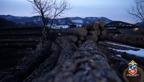 Алтайские бизнесмены сколотили банду черных лесорубов и напилили 17 млн рублей