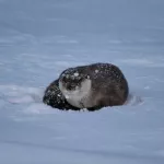 На Алтае засняли рискованную перебежку выдры по льду Телецкого озера. Фото