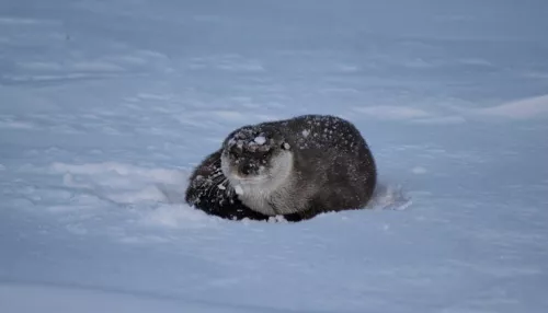 На Алтае засняли рискованную перебежку выдры по льду Телецкого озера. Фото