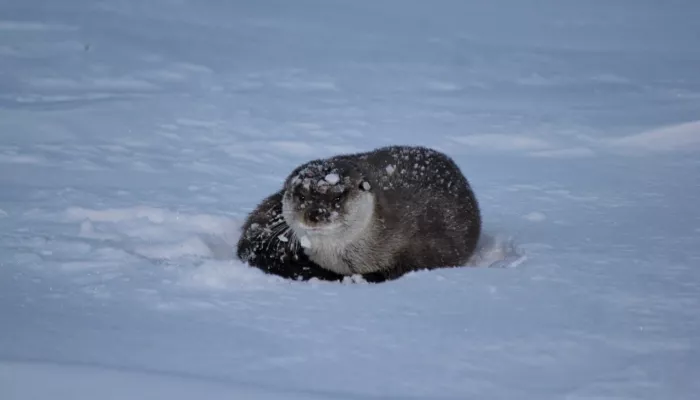 На Алтае засняли рискованную перебежку выдры по льду Телецкого озера. Фото