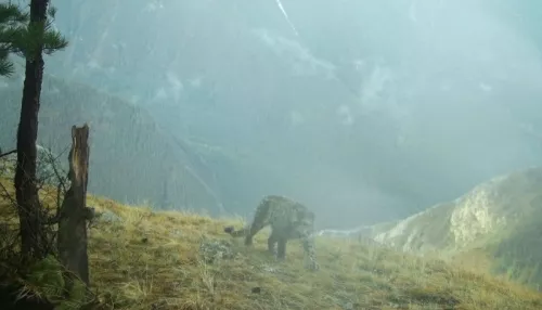 В Сайлюгемском нацпарке показали промокшего снежного барса. Фото