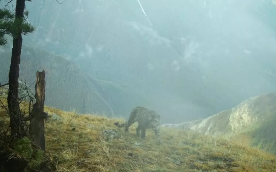 В Сайлюгемском нацпарке показали промокшего снежного барса. Фото