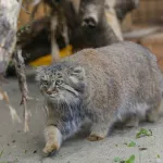 Самка манула Пепе из барнаульского зоопарка добралась до Санкт-Петербурга