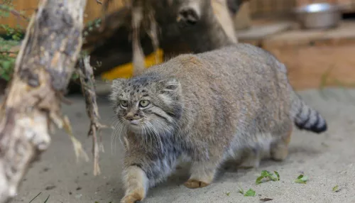 Самка манула Пепе из барнаульского зоопарка добралась до Санкт-Петербурга