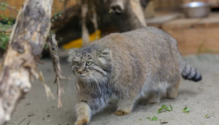 Самка манула Пепе из барнаульского зоопарка добралась до Санкт-Петербурга
