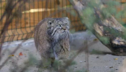 Манул Пепе из Барнаула оценила трешку в центре Петербурга и жениха