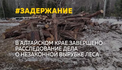15 черных лесорубов пойдут под суд в Алтайском крае