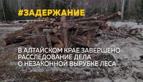 15 черных лесорубов пойдут под суд в Алтайском крае