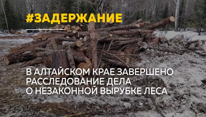 15 черных лесорубов пойдут под суд в Алтайском крае