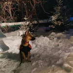 Стало известно, кто победил в онлайн-фотоконкурсе Самый новогодний питомец. Фото