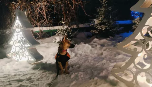 Стало известно, кто победил в онлайн-фотоконкурсе Самый новогодний питомец. Фото