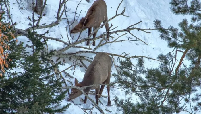 В Алтайском заповеднике показали, как местные маралы переживают суровую зиму. Фото