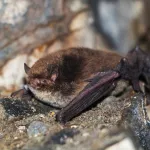 В Алтайском крае впервые за 20 лет на зимовке нашли редкую летучую мышь