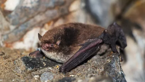 В Алтайском крае впервые за 20 лет на зимовке нашли редкую летучую мышь