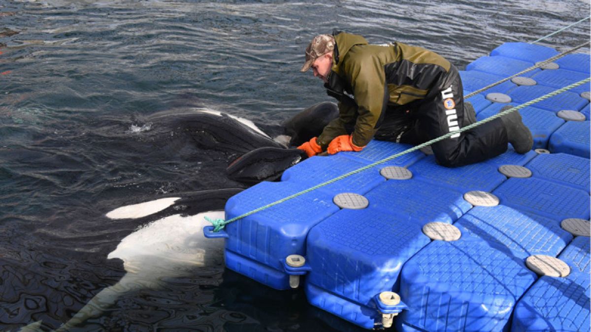 СМИ: операция по выпуску на волю косаток из "китовой тюрьмы" началась в Приморье