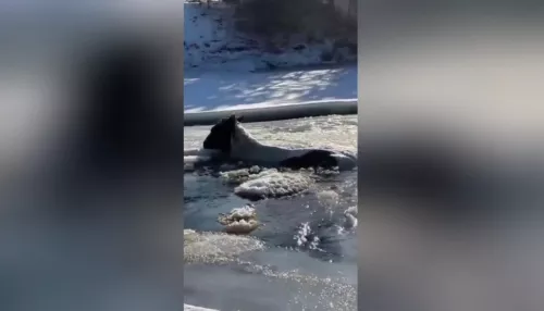 Лошадь провалилась под лед в Республике Алтай. Видео
