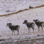 Алтайского горного барана пересчитали в трансграничной зоне России и Монголии. Фото