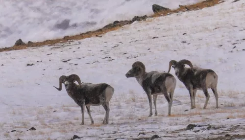 Алтайского горного барана пересчитали в трансграничной зоне России и Монголии. Фото