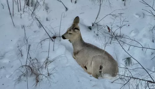 В Республике Алтай засняли моменты зимней жизни копытных в прителецкой тайге. Фото