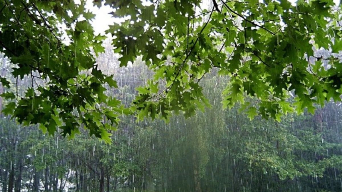 Дожди, грозы, ветер и около +18 градусов ожидается 24 июня на Алтае