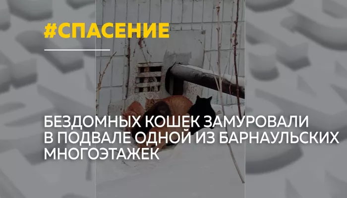Замурованные заживо: в барнаульской многоэтажке кошек заперли в подвале