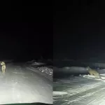 Жители новосибирского села ночью заметили стаю волков