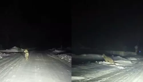 Жители новосибирского села ночью заметили стаю волков