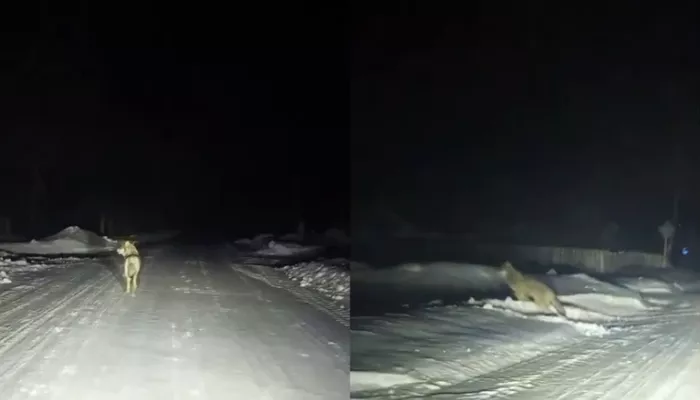 Жители новосибирского села ночью заметили стаю волков