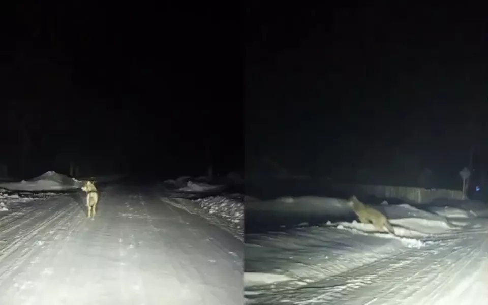 Жители новосибирского села ночью заметили стаю волков