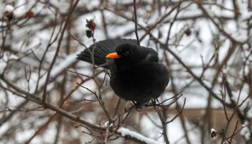 В Алтайском заповеднике заметили зимующего черного дрозда. Фото