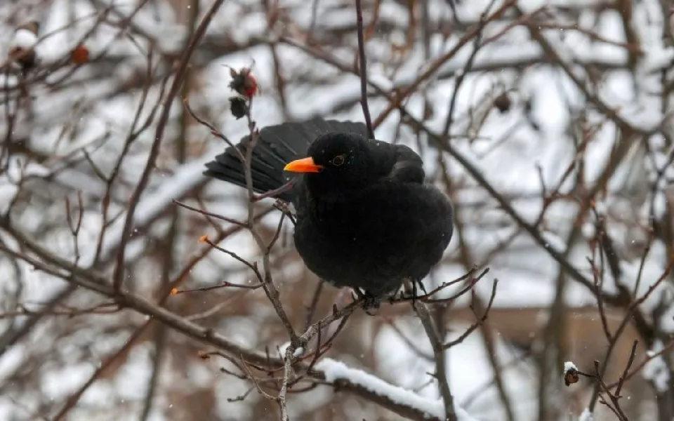 В Алтайском заповеднике заметили зимующего черного дрозда. Фото