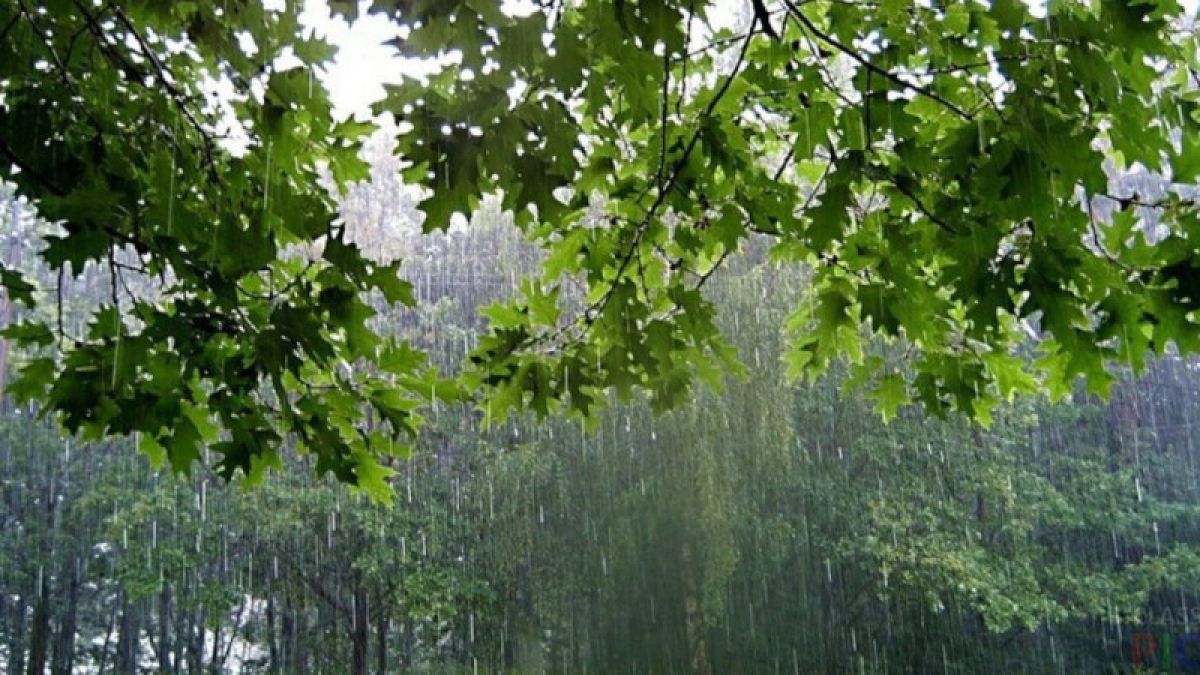 Дождь и ветер: погода 23 июня в Алтайском крае