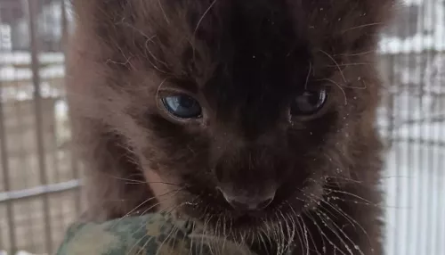 В семействе леопардов в барнаульском зоопарке родился очаровательный котенок